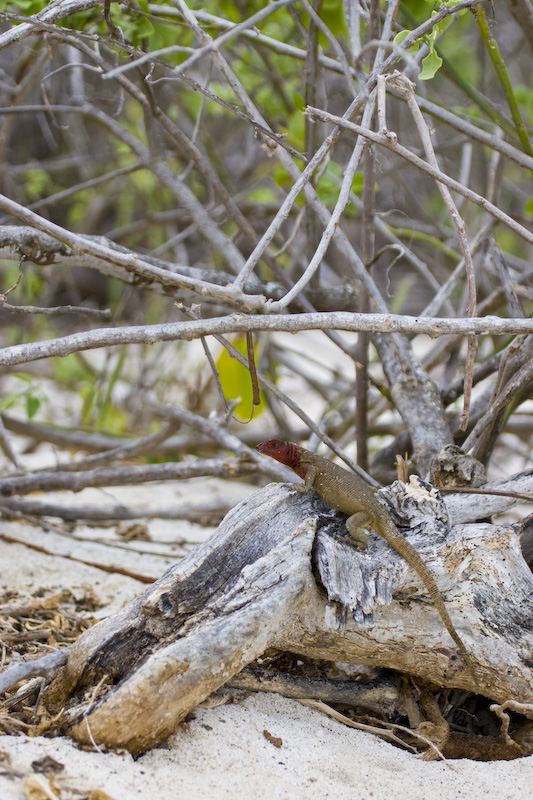 Española Lava Lizard